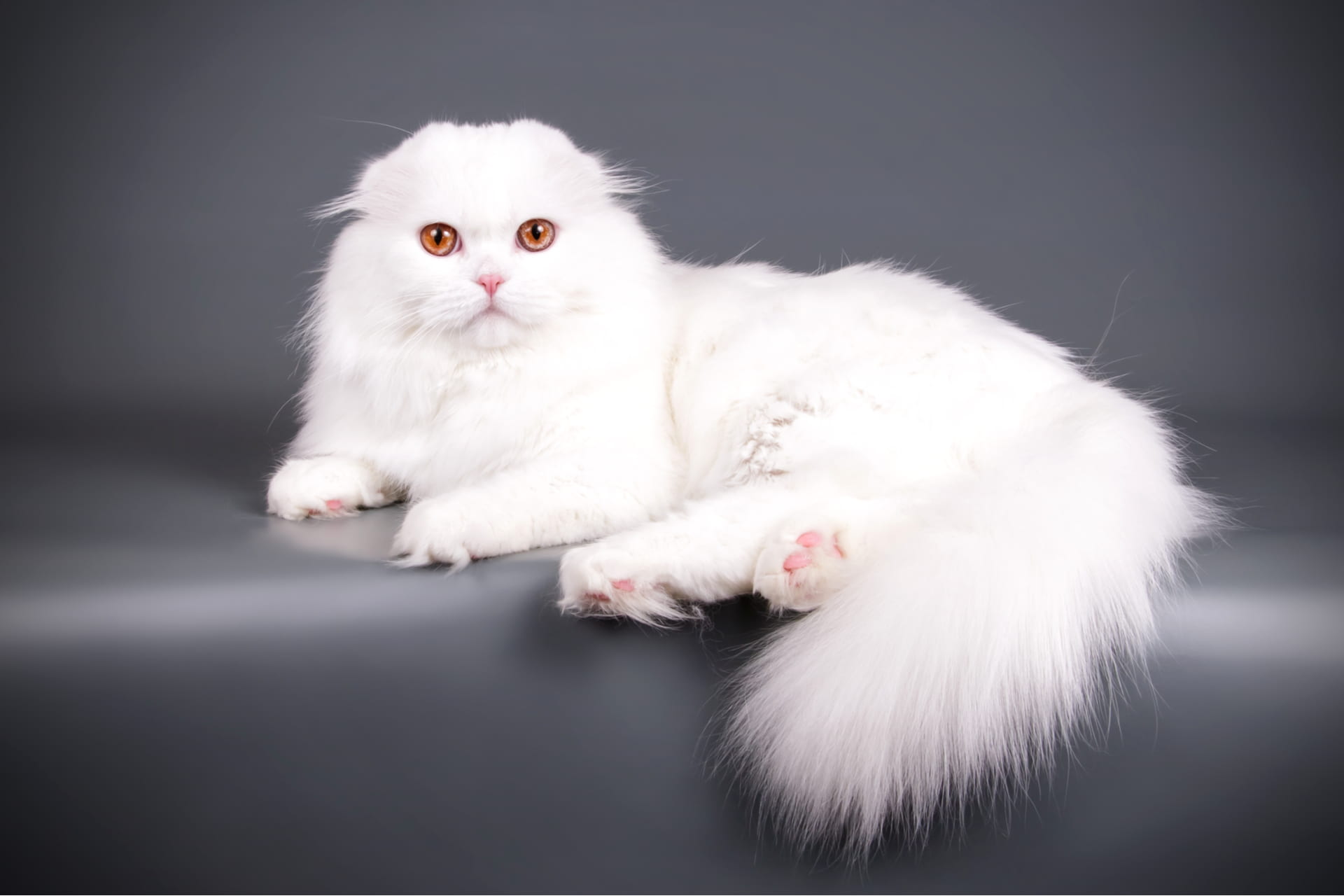 Белая кошка